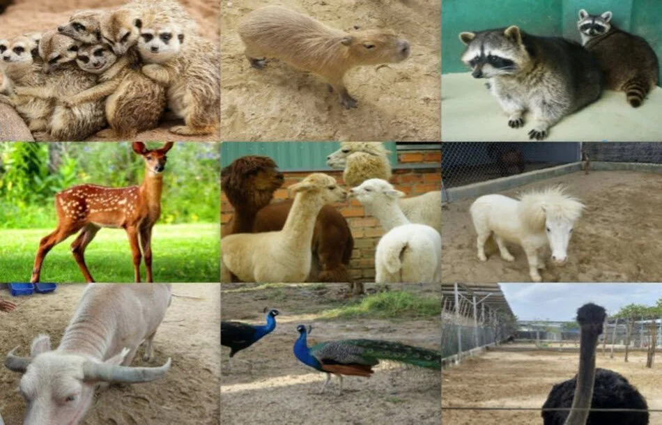 주두 판랑 동물원