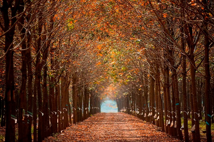 ここのゴム林はゴーダウ地区からズオンミンチャウ地区まで広がっており、面積が広く、平和をもたらします。