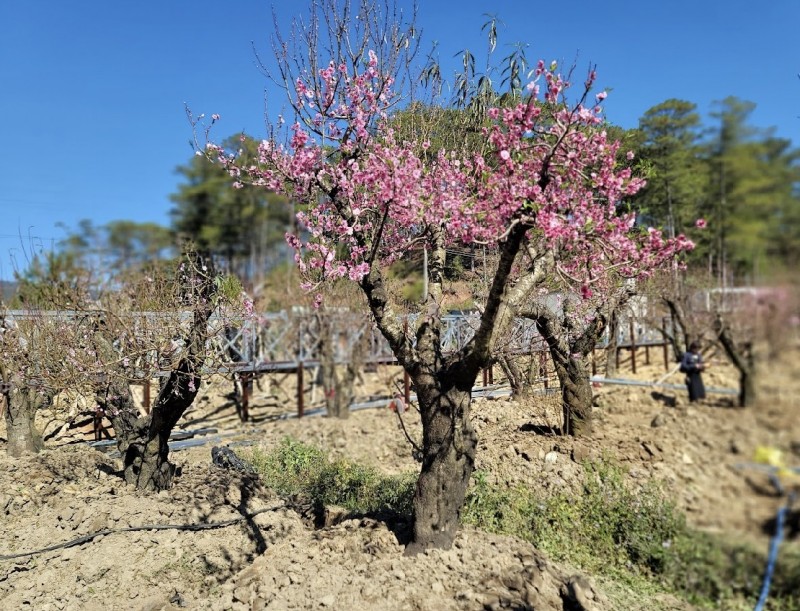 ラムドン：260 を超える北西部の「採掘者」が高原で花を咲かせようと競い合う景色をお楽しみください