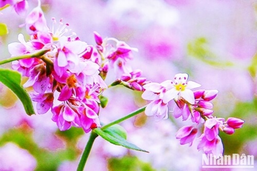 【写真】チャイ川上流のモン族とともに独立記念日を祝う