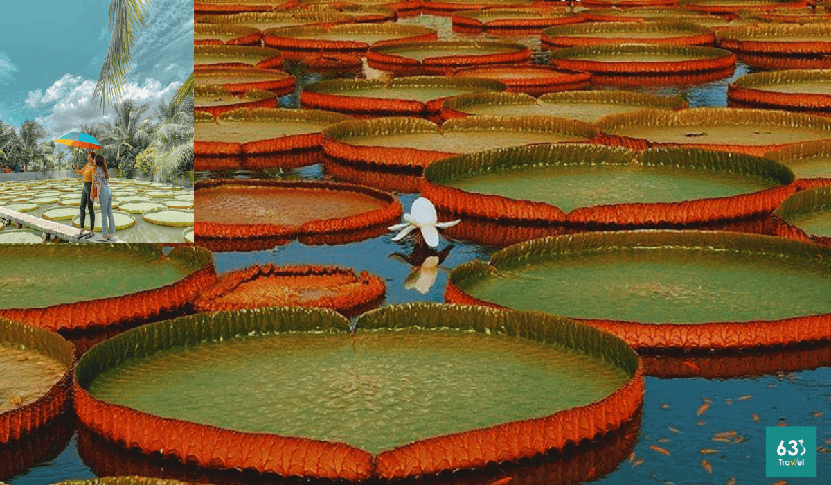 Chùa Phước Kiển,ngôi chùa hơn trăm tuổi cho khách đứng trên lá sen