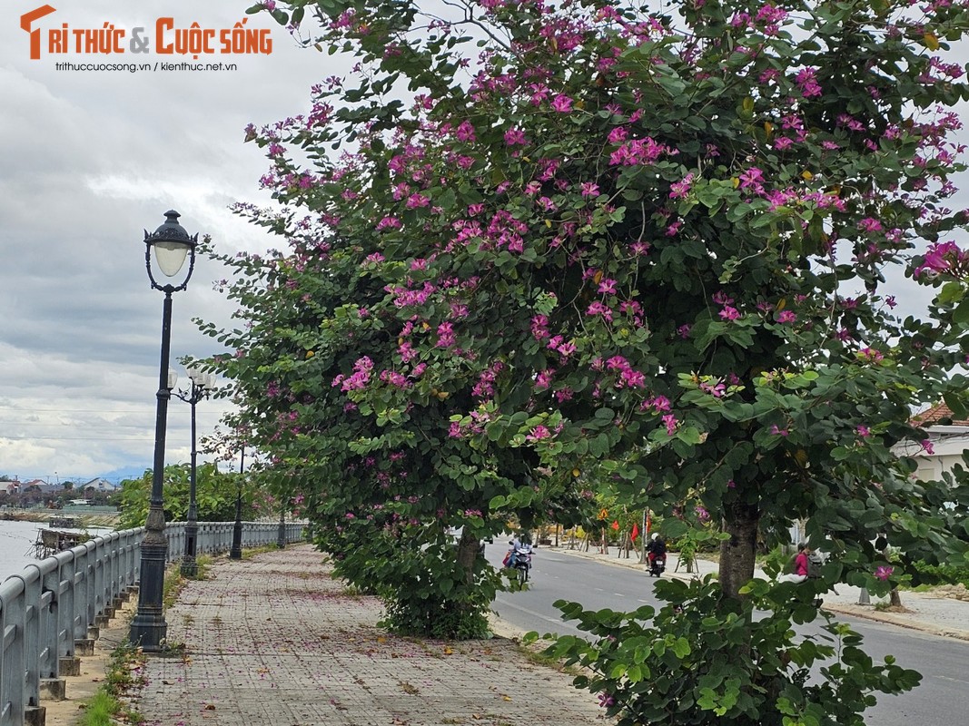 ホイアン郊外の驚くほど美しい紫色の花街