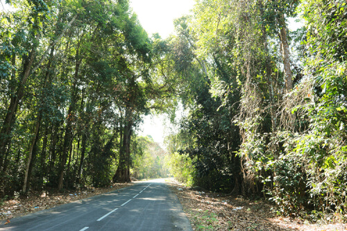 ドンナイの梅の滝の森