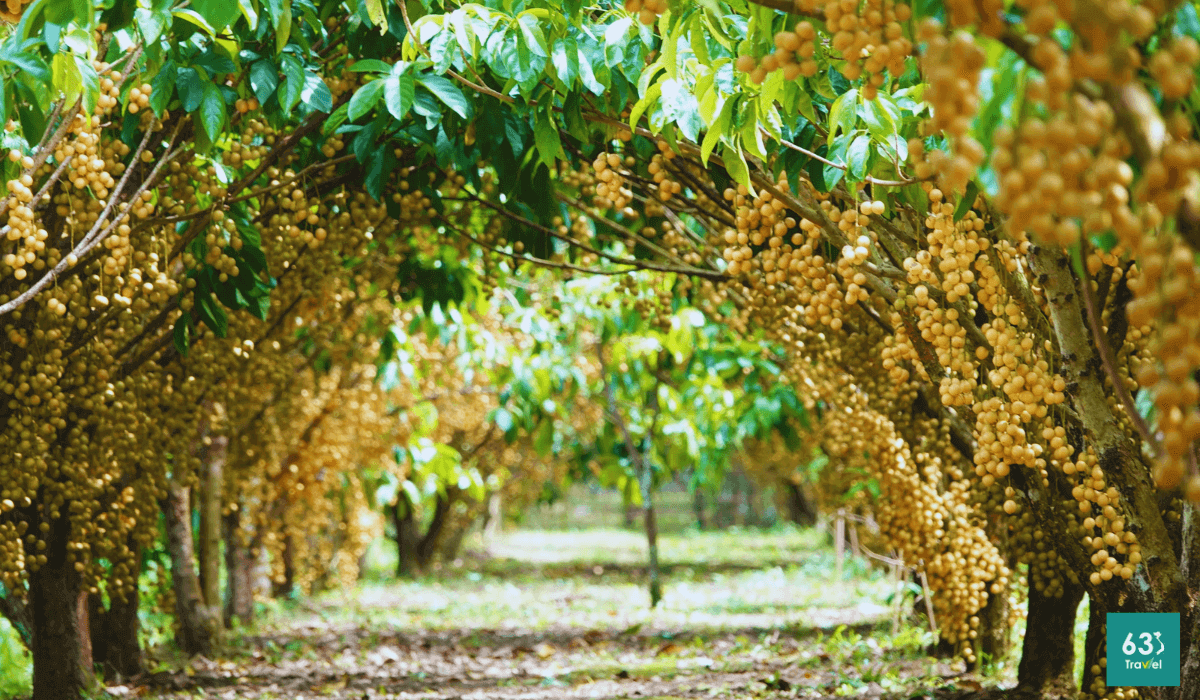 Về vườn dâu Cái Tàu thưởng thức trái dâu nặng trĩu,đắm say lòng người