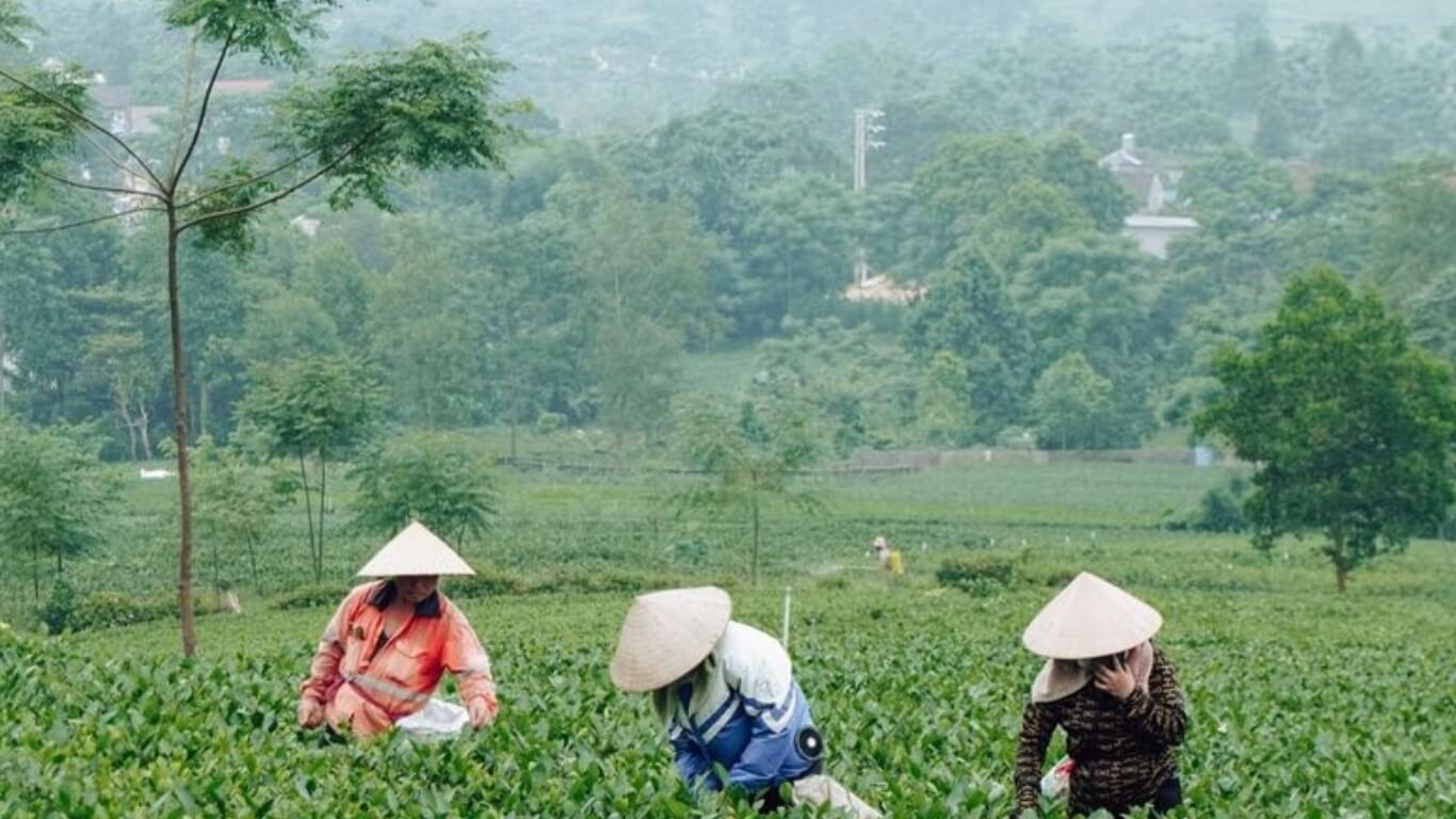 Khám Phá Đồi Chè Cầu Đá: Thiên Đường Xanh Giữa Lòng Thái Nguyên