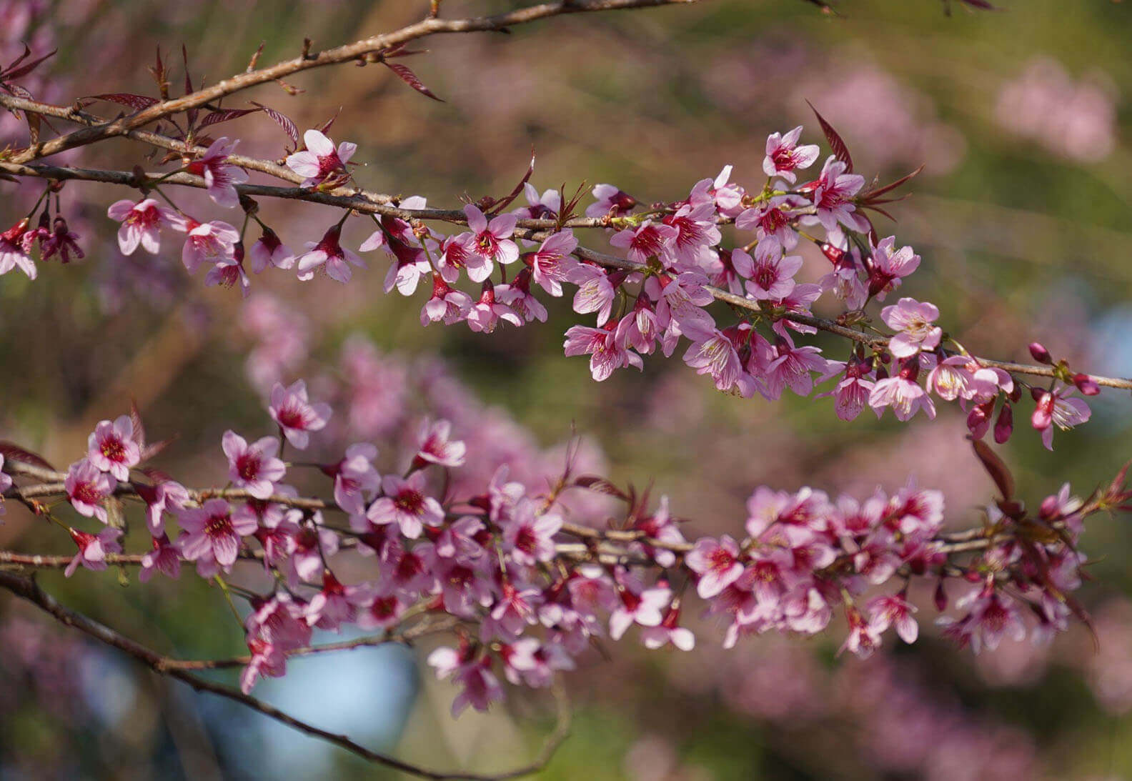 マンデンでは桜がもうすぐ咲きます