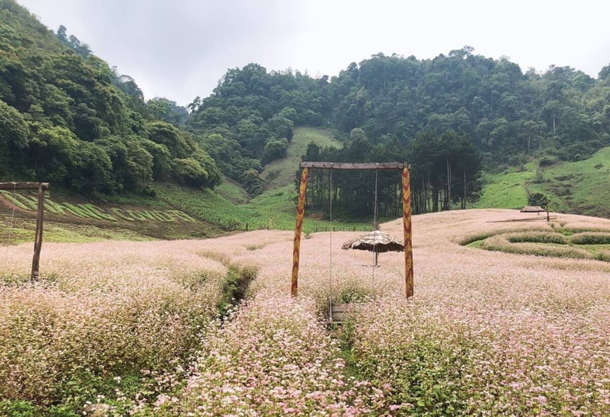 Tận hưởng biển trời thơ mộng của mùa hoa tam giác mạch tại rừng thông bản Áng.