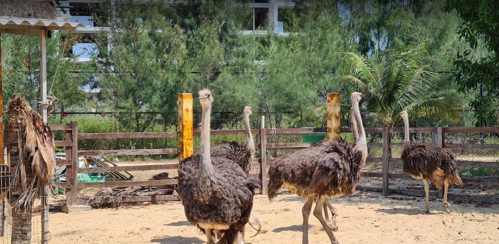 동물원 사파리 파크(Zoo Safari Park)를 방문하면 동물을 관찰하고 가장 가까이 다가갈 수 있는 기회를 갖게 됩니다.