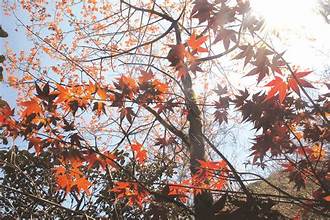 紅もみじの林を抜け 北西の空と大地を染める