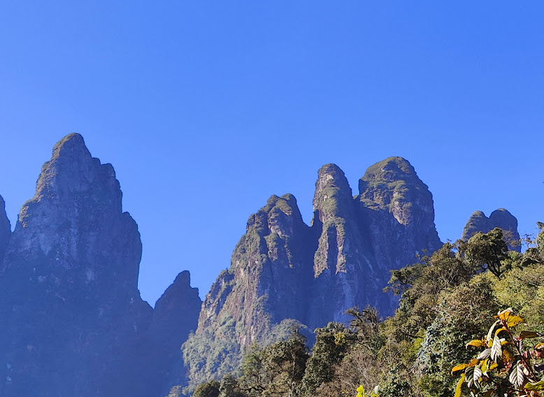 早春に訪れる「仏​​の手」