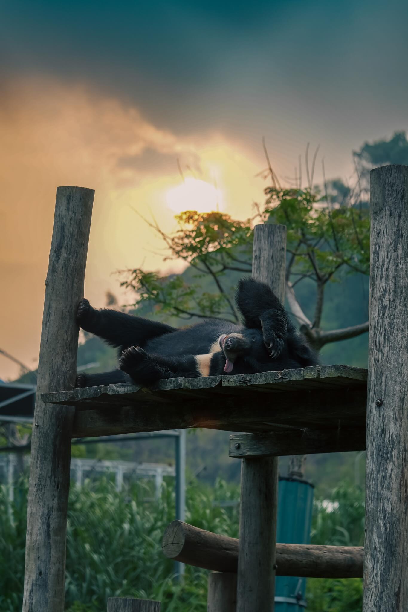 닌빈 곰 보호 기지