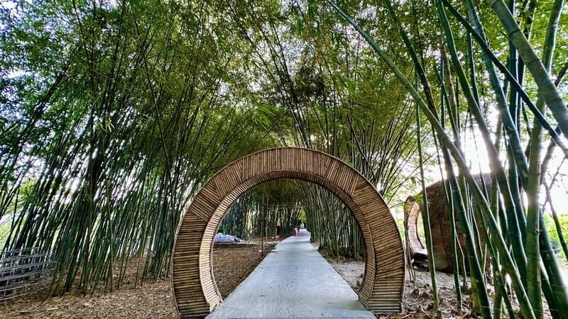 この竹園は 20 年以上前からあり、ダン ヴァン サン氏によって個人的に手入れされ、栽培されています。