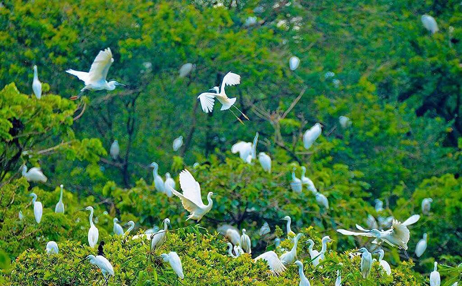 トゥスーコウノトリ園は、カマウ市内中心部から約 30 km、トービン地区のタックドンコミューンのクエンティエン村にある有名なエコツーリズム地域です。