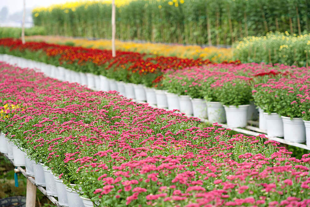 Làng hoa An Thạnh