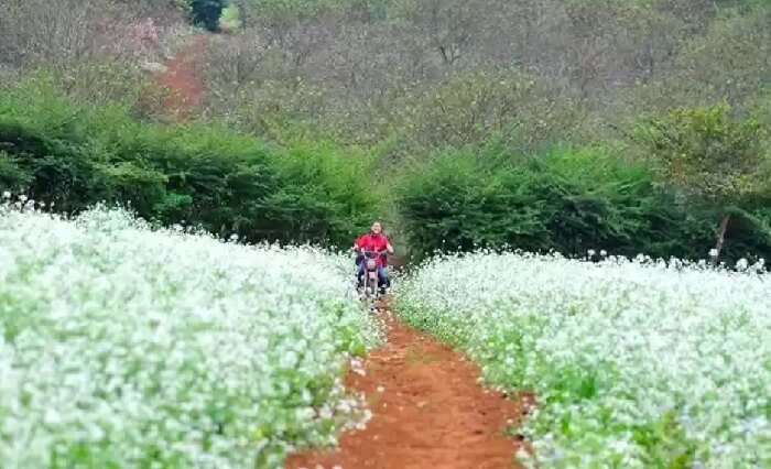 Cánh đồng hoa cải tuyệt đẹp ở bản Thung Cuông Mộc Châu