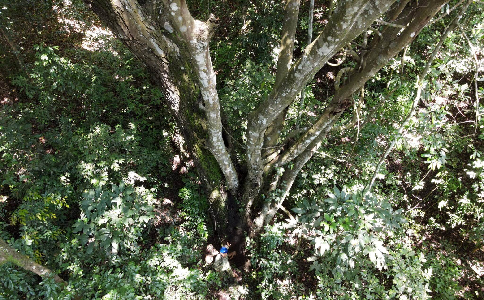 The forest has many tree species with a base circumference as large as 3-4 people