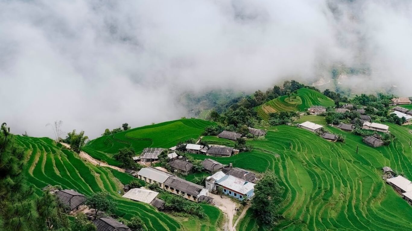 A Journey Through the Golden Waves of Phung Village