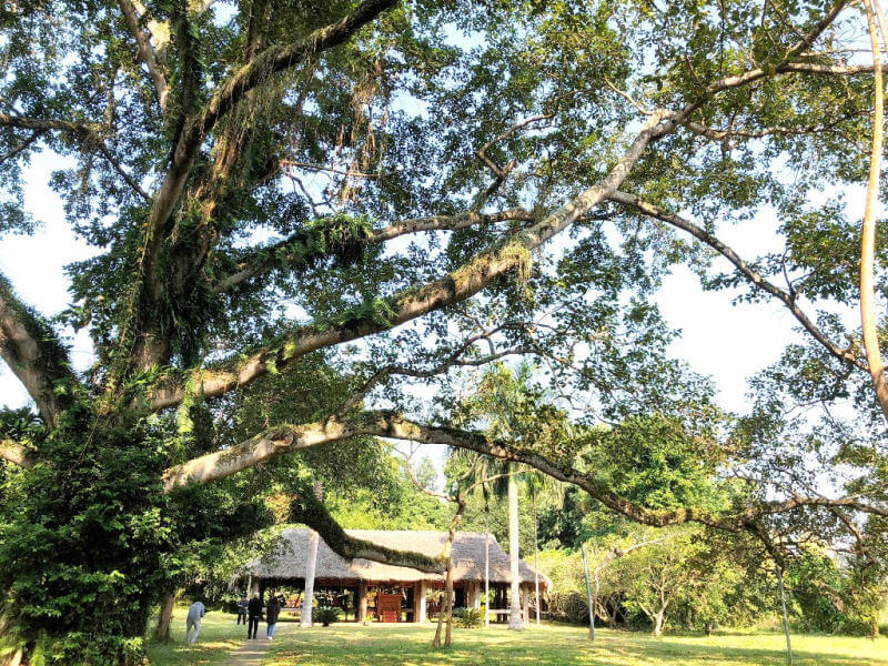 Tan Trao Banyan Tree: A Symbol of Resilience and Historical Significance