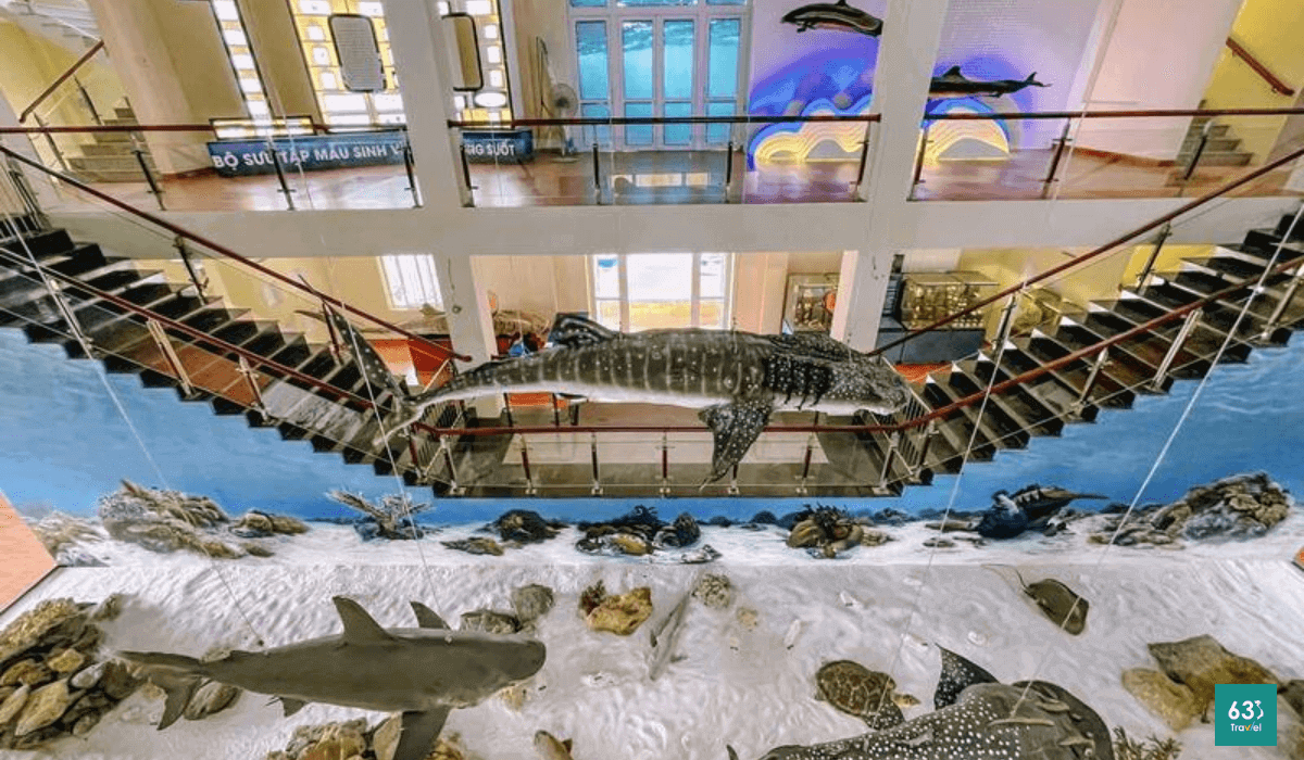Khám phá thế giới đại dương bao la tại Bảo tàng Hải dương học