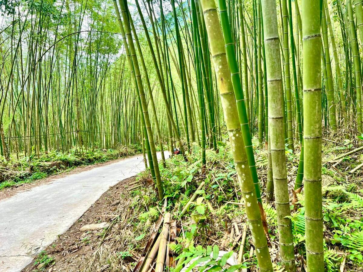 Rừng trúc Pù Lầu .