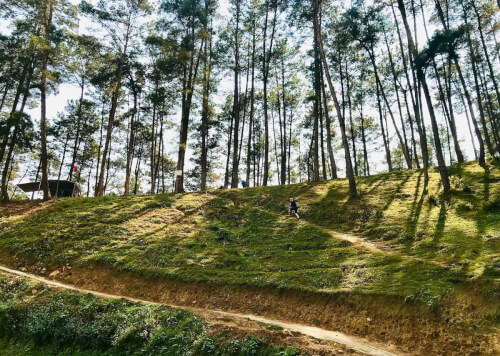 Rừng thông Yên Minh ngày nắng đẹp