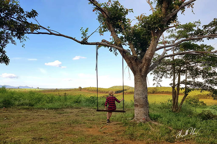 Chiếc xích đu để bạn tha hồ "đu đưa" ngắm nhìn cảnh quan đẹp đẽ xung quanh