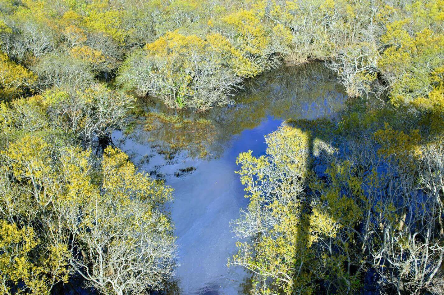 花期のルーチャの色