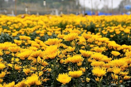 Admire the wonderful beauty of Me Linh flower village