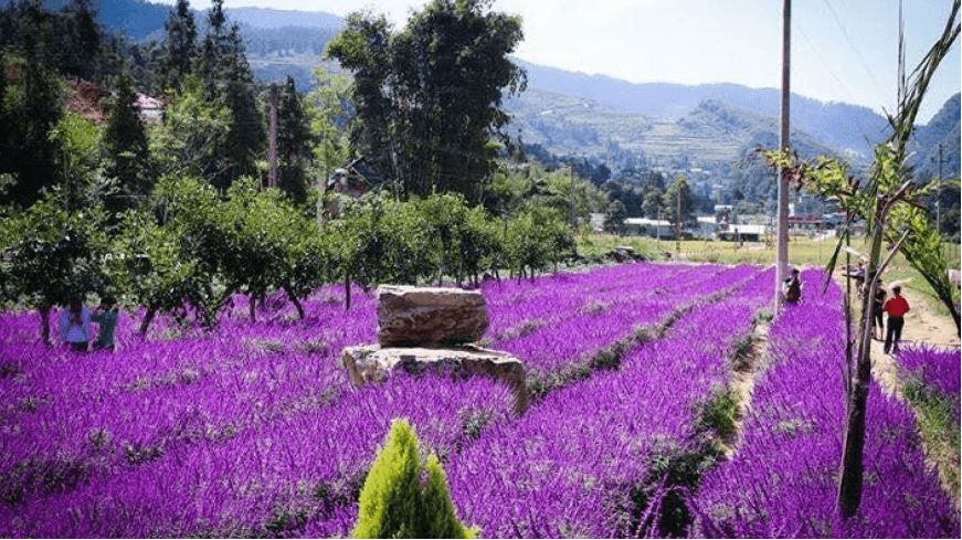 Vào mùa thu, thung lũng Bắc Hà khoác lên sắc tím thơ mộng của hoa oải hương tuyệt đẹp.