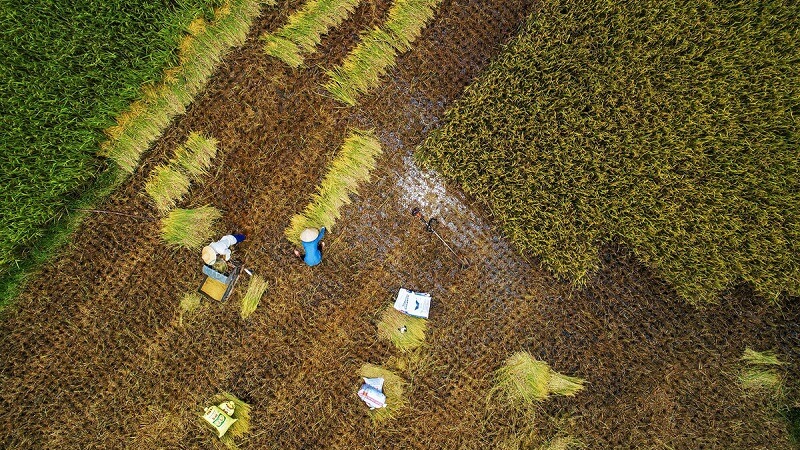 Thung lũng hoa Bắc Sơn.