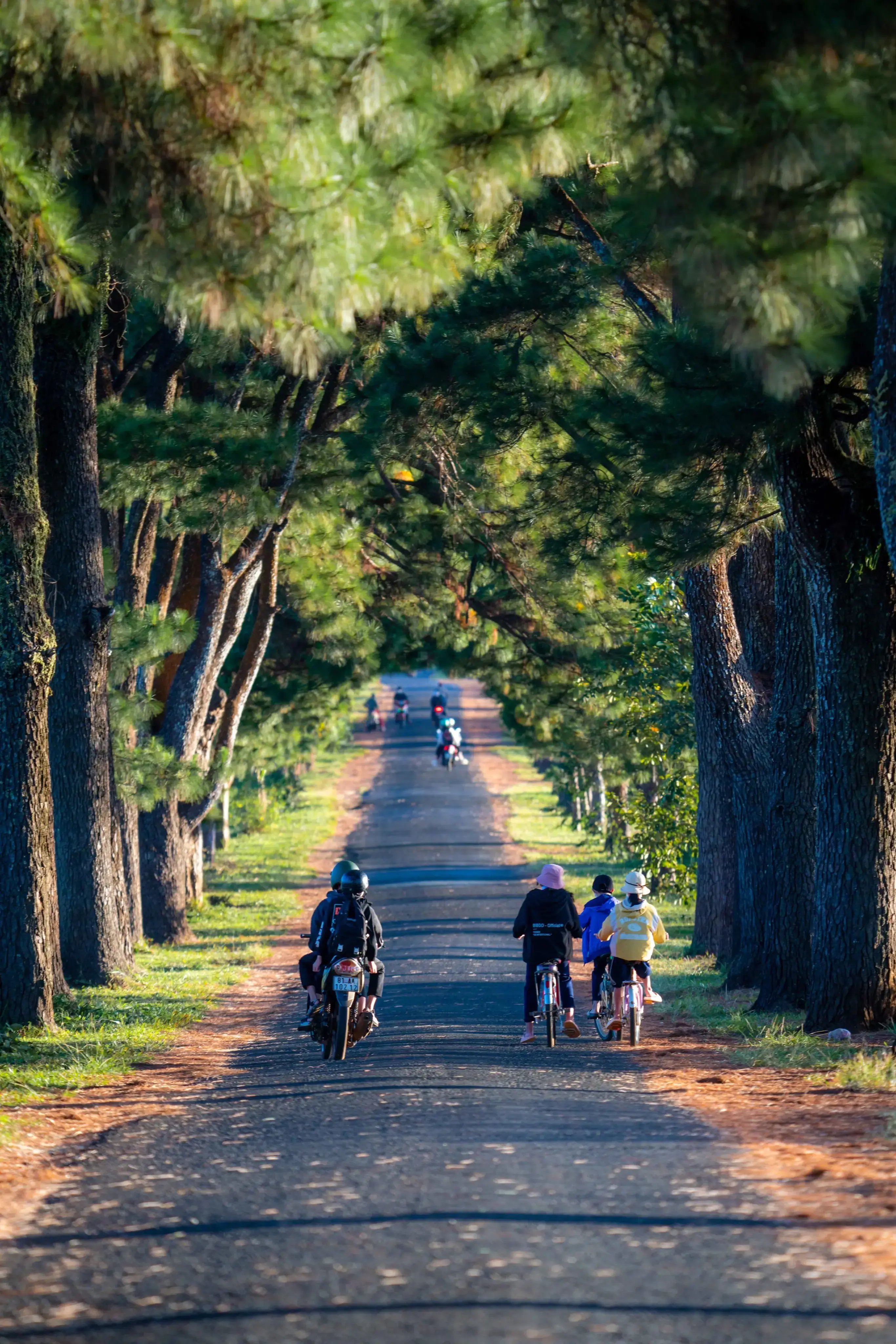 ザライ高原の樹齢百年の松はロマンチックな映画のように美しい
