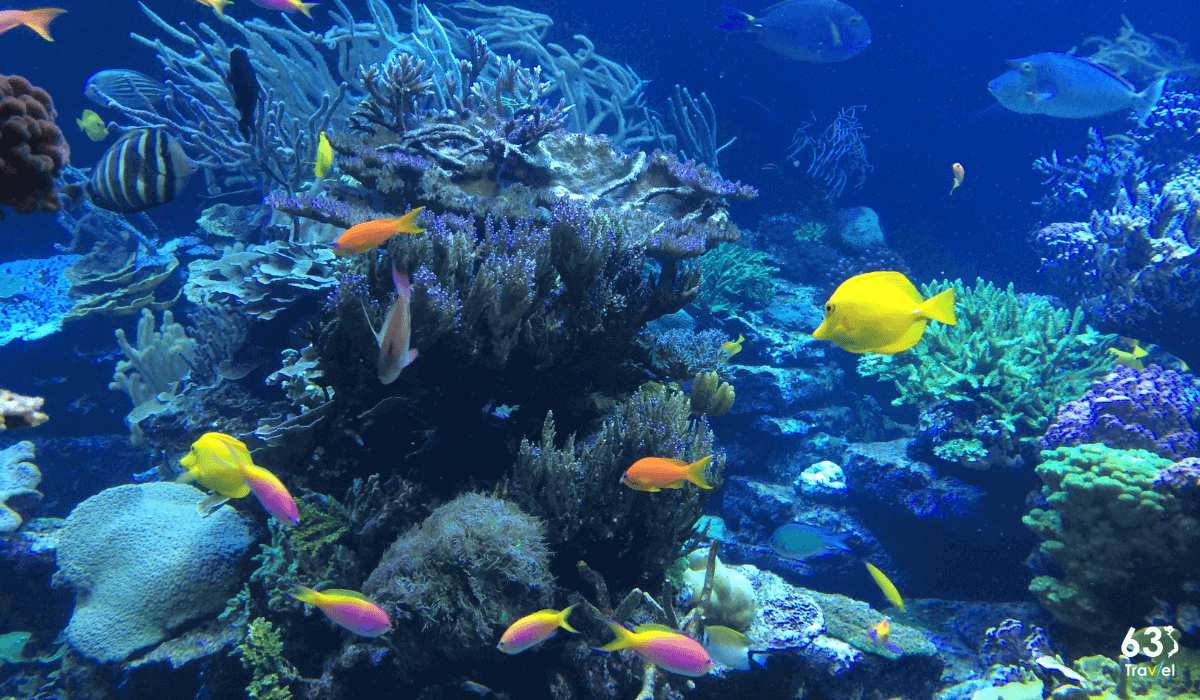 Trải nghiệm lặn biển ngắm san hô ở đảo Cù Lao Chàm