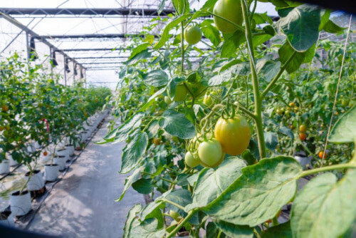 Bao Gia Trang Vien生態園のきれいな野菜栽培エリア