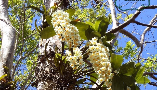 浦思陵の多様で豊かな植物が生息する原生林。