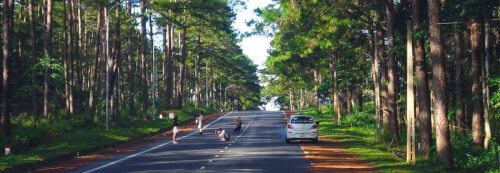 Rừng thông Măng Đen - trải nghiệm Đà Lạt thứ 2 giữa Tây Nguyên đại ngàn