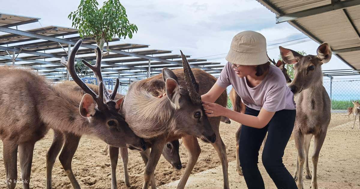 주두 판랑 동물원