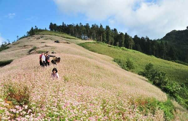 Cánh đồng hoa Tam Giác Mạch lớn nhất tỉnh Lào Cai ở xã Lử Thản