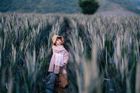 Đồi dứa Tam Điệp