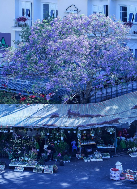 ダラットの紫色のフェニックスの季節は多くの心をときめかせます