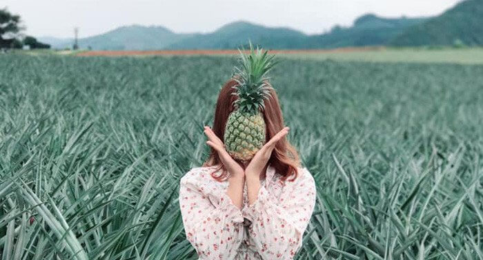 Cánh đồng khóm Tân Phước