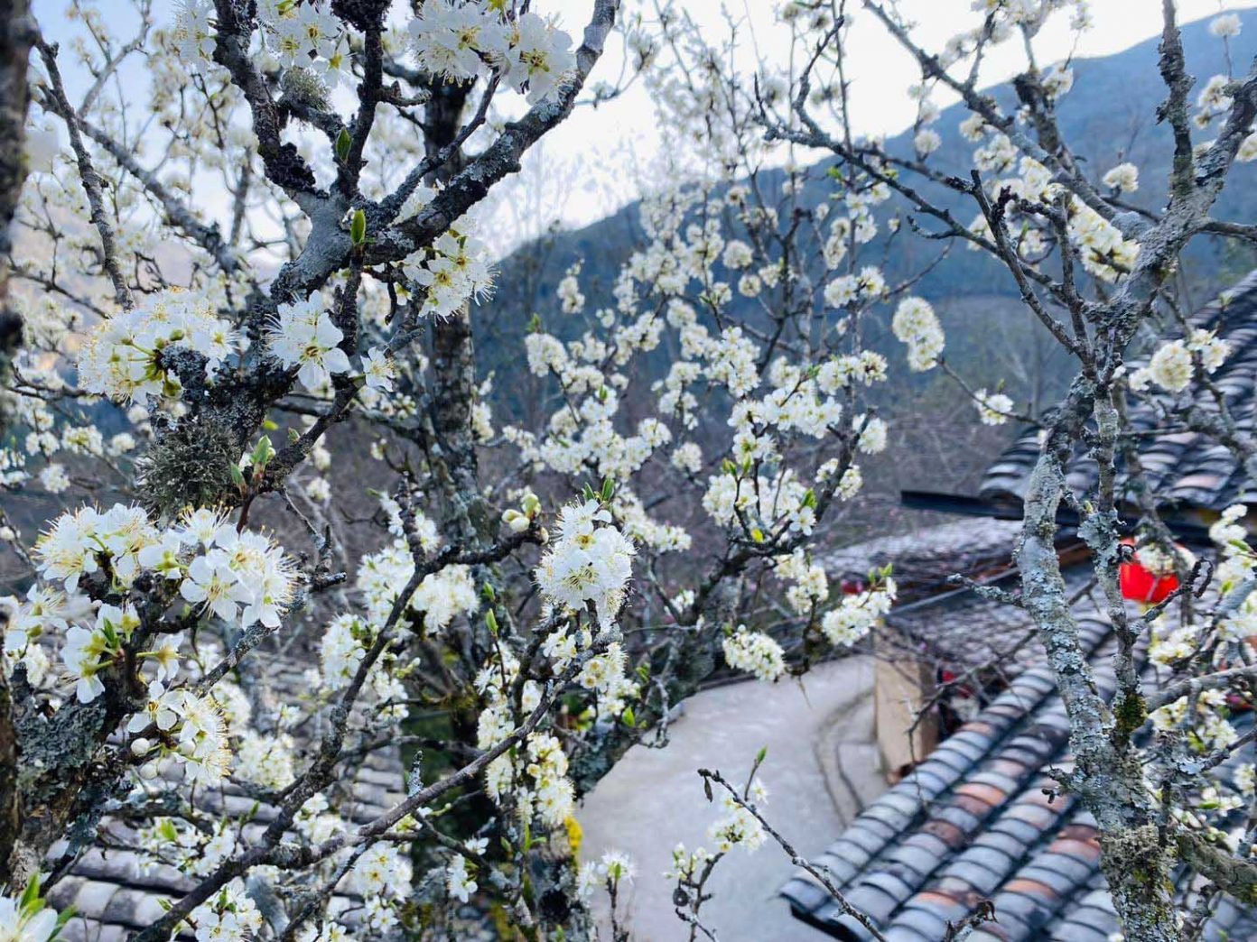 ハザンでは桃、プラム、ローズウッドが一斉に咲き誇ります