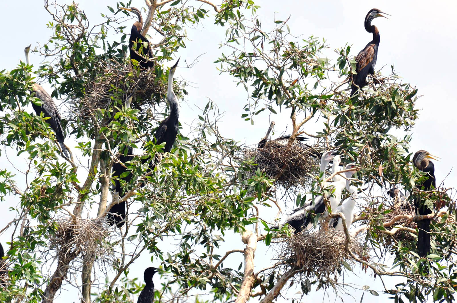 Khu bảo tồn đất ngập nước Láng Sen