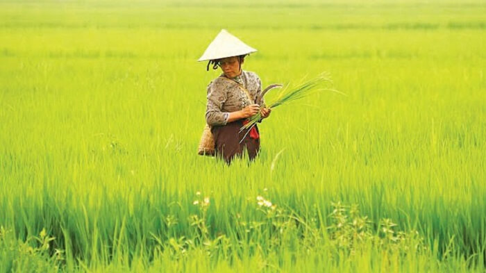 Cánh đồng Mường Thanh là niềm tự hào của người dân Điện Biên.