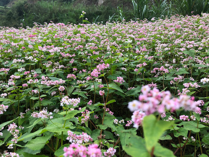 Tam giác mạch Lũng Táo .