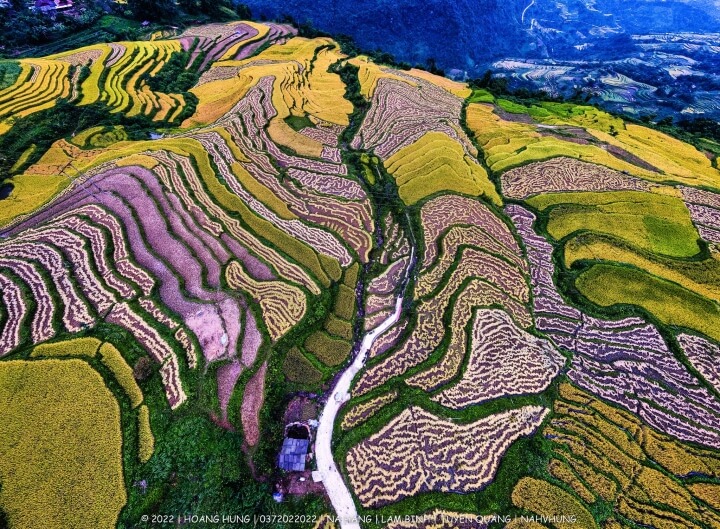 Ruộng Bậc Thang Hồng Thái