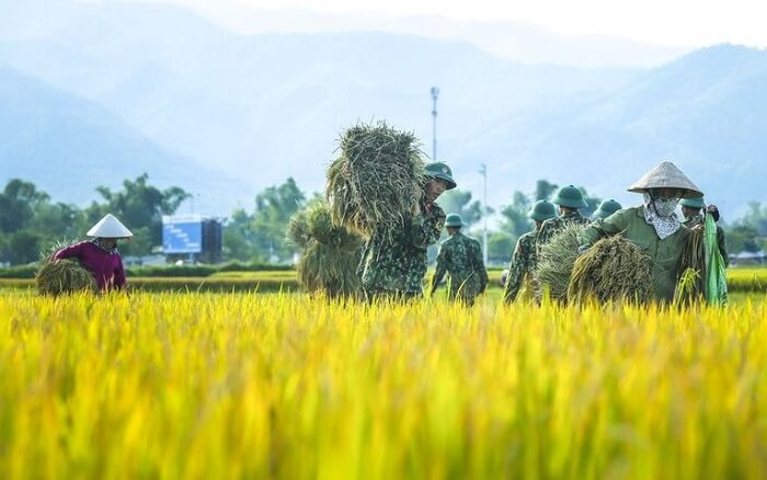 Cánh đồng Mường Thanh.