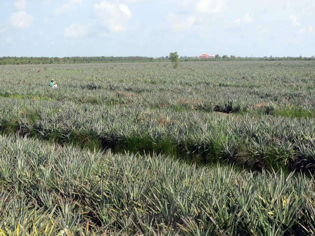 Cánh đồng khóm Tân Phước