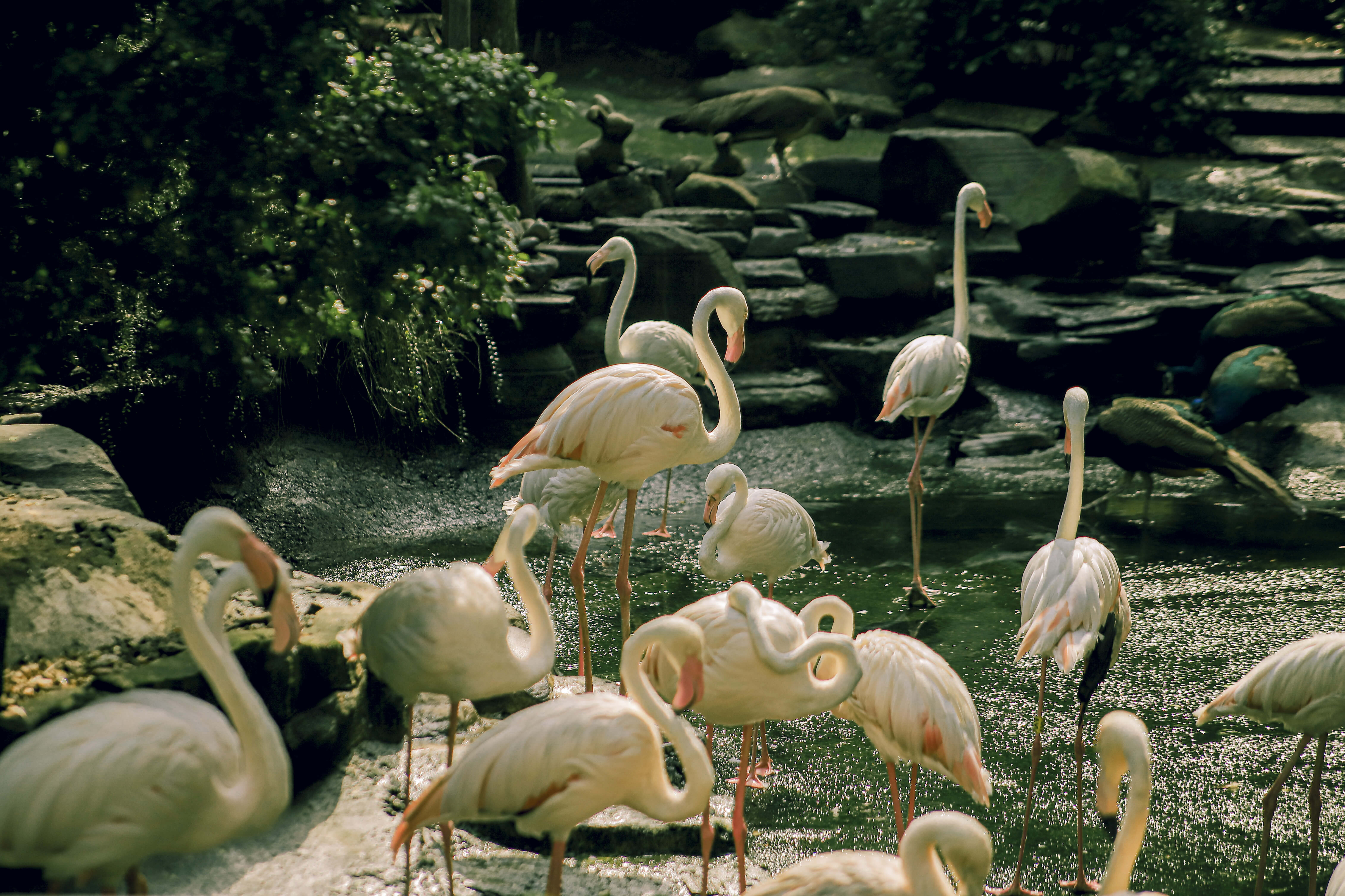 多くの多様な動物種