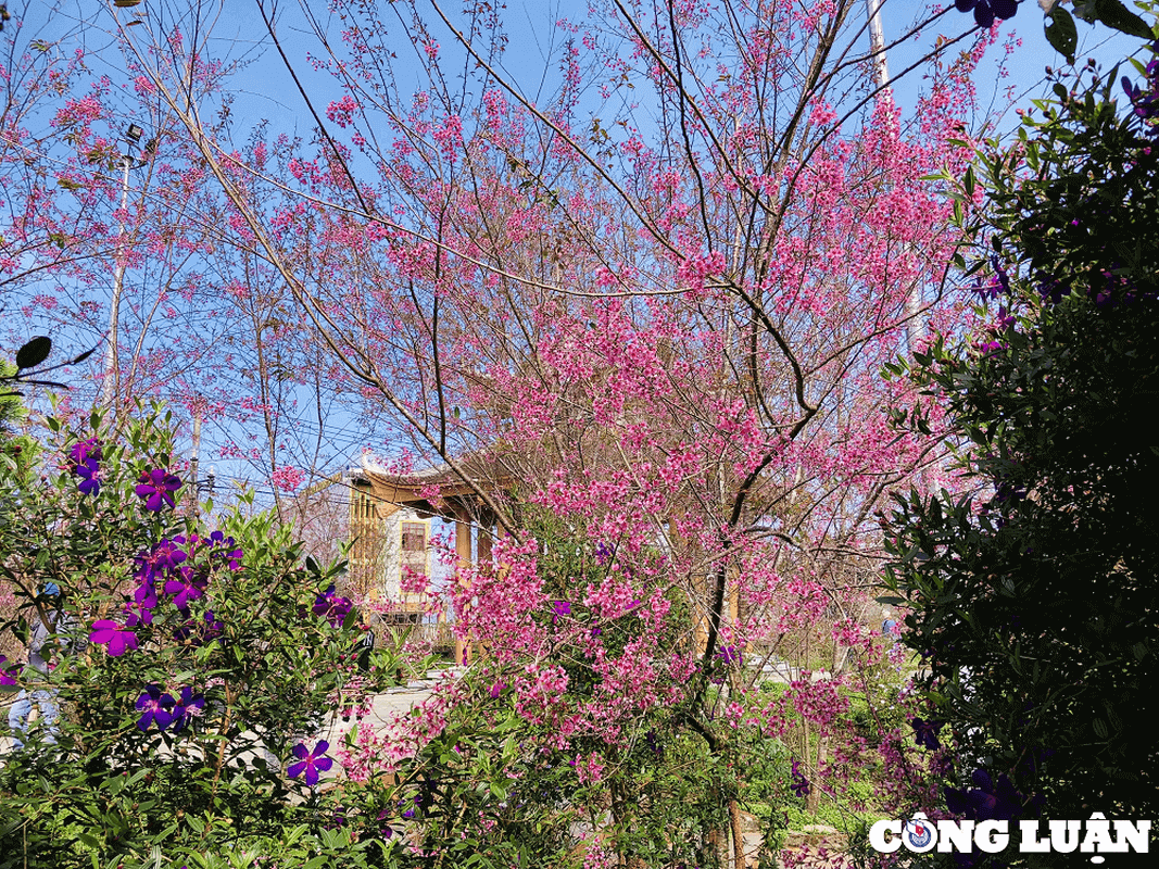 マンデンの山林をピンク色に染める桜が観光客を魅了する