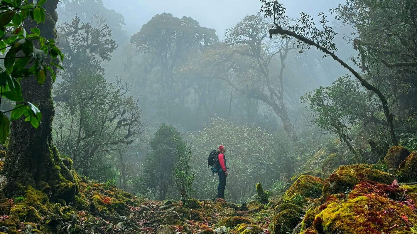 Hành Trình Vào Xứ Sở Kỳ Ảo: Khám Phá Rừng Sa Mu Trên Đỉnh Putaleng